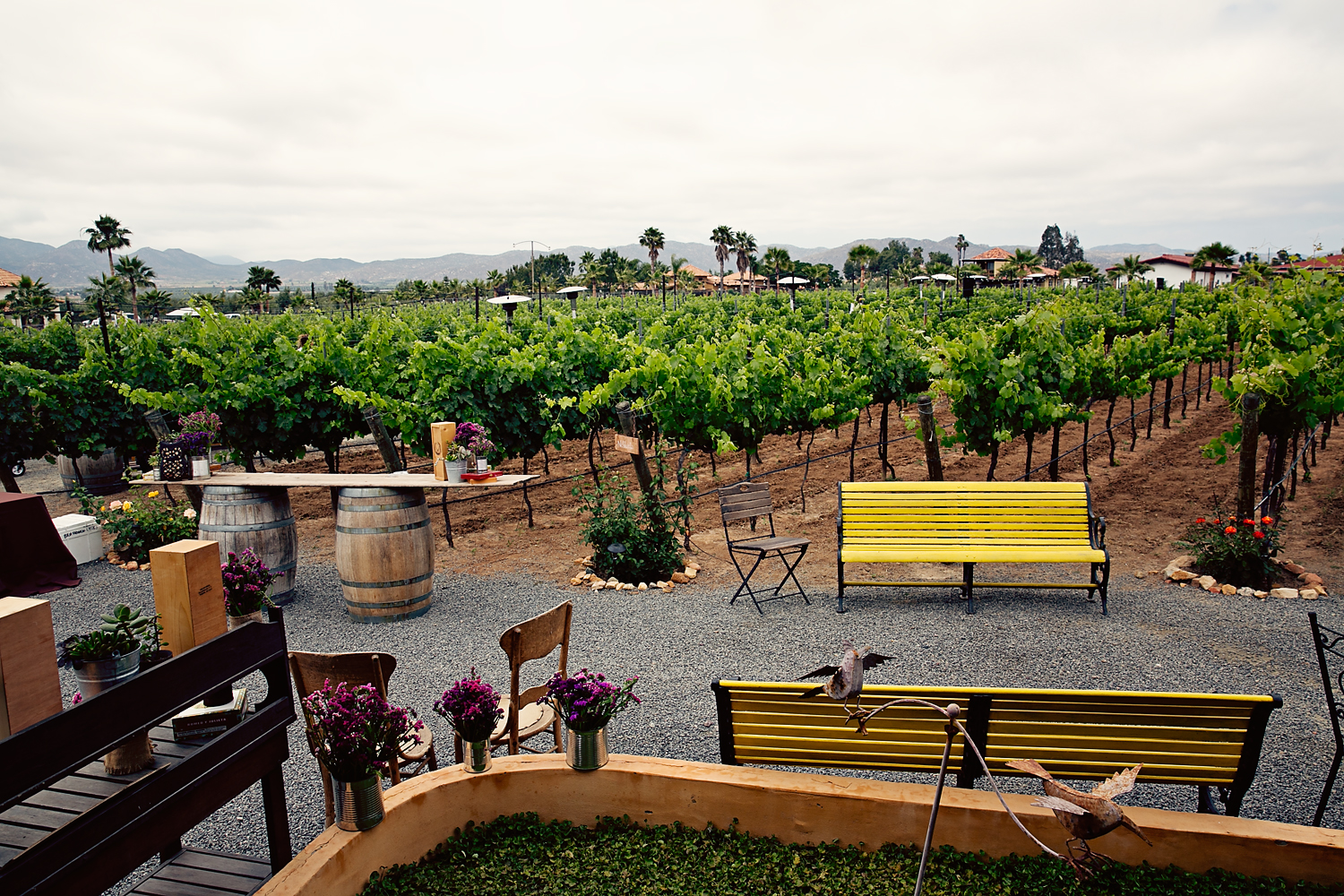 tour valle de guadalupe